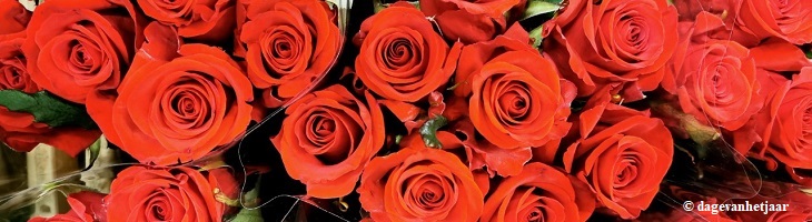 foto van rode rozen