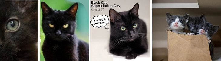 afbeelding dient ter ondersteuning zwarte kat dag
