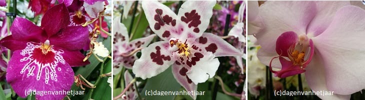 foto ondersteunt dag van de orchidee