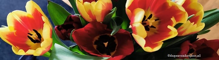 afbeelding versterkt het tulpenfestival