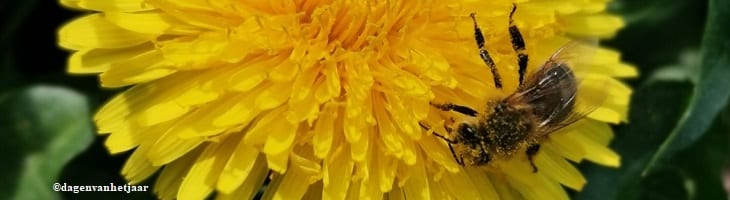afbeelding versterkt wereld bijen dag
