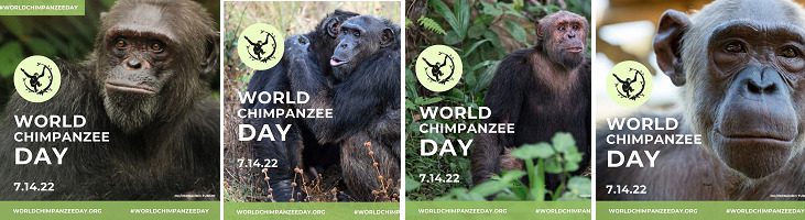 afbeelding versterkt wereld chimpansee dag