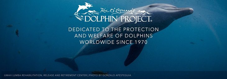 afbeelding versterkt dolfijnen in gevangenschap