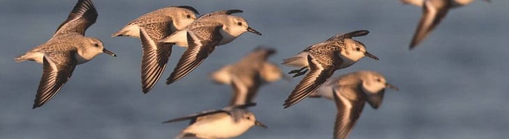 ondersteuning van tekst over birdwatch