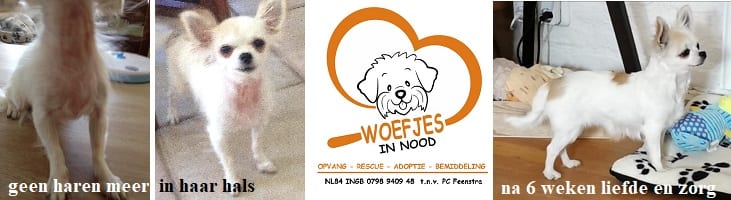 doel afbeelding ondersteuning blog dierendag