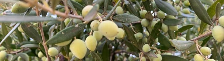 afbeelding versterkt wereld olijfboom dag