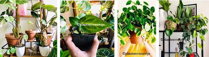 afbeelding versterkt kamerplantwaarderingsdag
