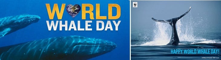 afbeelding versterkt walvisdag
