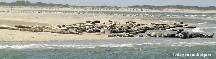 afbeelding versterkt Zeehonden dag