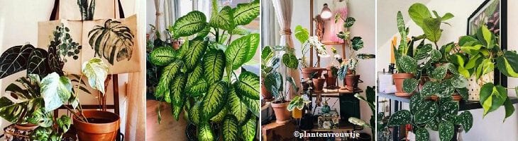 afbeelding versterkt Planten Waarderingsdag