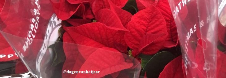 afbeelding versterkt kerstster dag