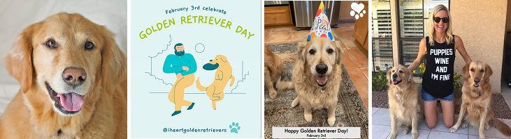afbeelding versterkt golden retriever