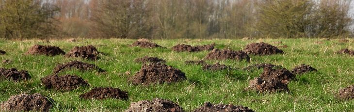 afbeelding versterkt mollentelling
