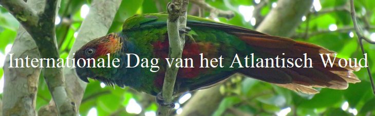 afbeelding versterkt atlantisch woud